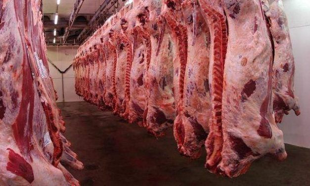 Impactos de la sequía: cae el peso de faena