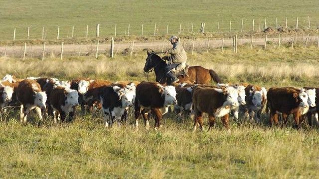 El Gobierno suspendió por 30 días las exportaciones de carne vacuna