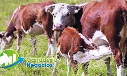 Cómo seleccionar las mejores terneras para futuras madres