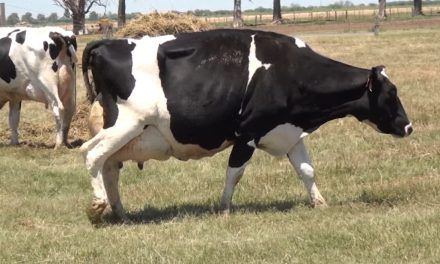 El “mal de la vaca caída”, su explicación y dinámica