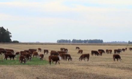 Manejo genético en rodeos de carne