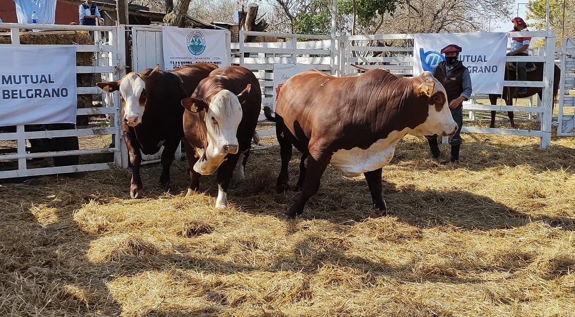 Gran Remate Ganadero en la 77° Expo Rural de San Justo