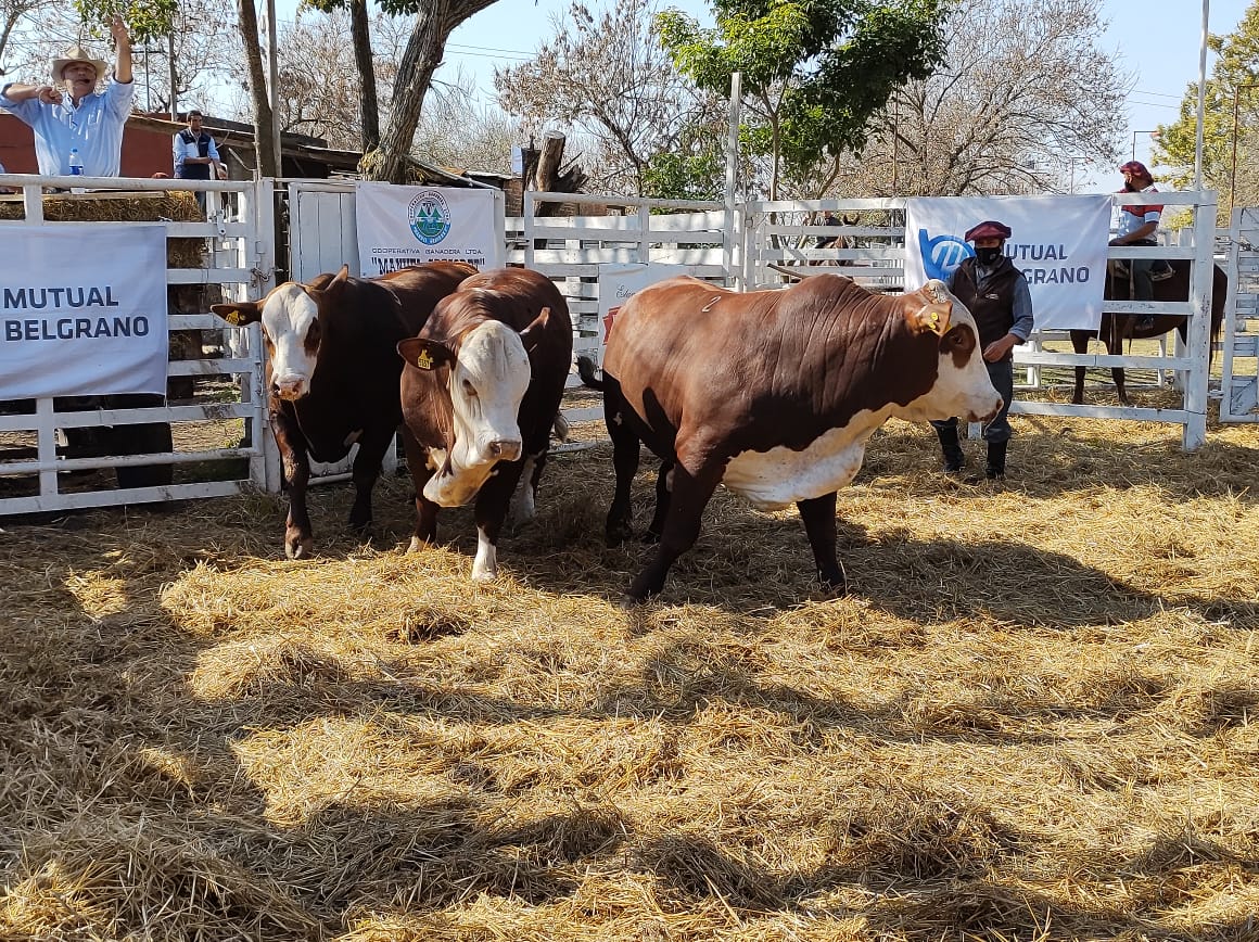 Gran Remate Ganadero en la 77° Expo Rural de San Justo - Ganadería y ...