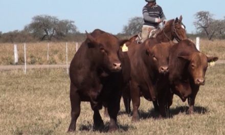 Selección y manejo de toros