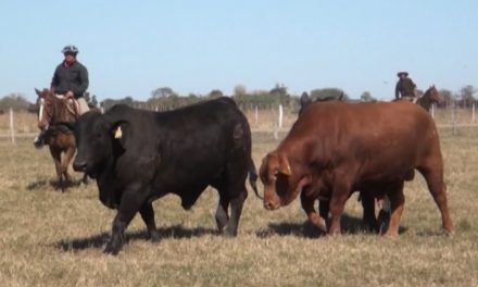 Cómo elegir un buen toro reproductor