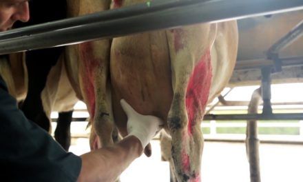 Uso de antinflamatorios para mastitis en los tambos