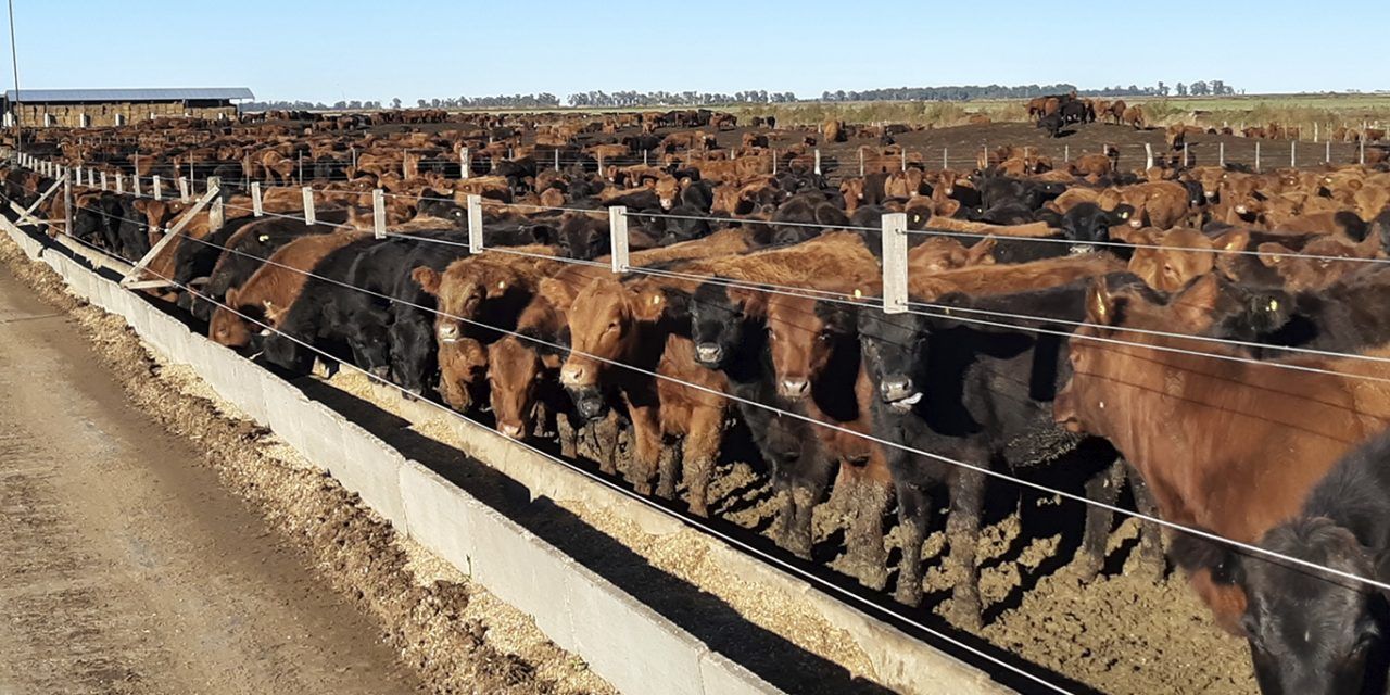 Los feedlots dan la batalla