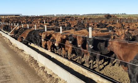 Los feedlots dan la batalla