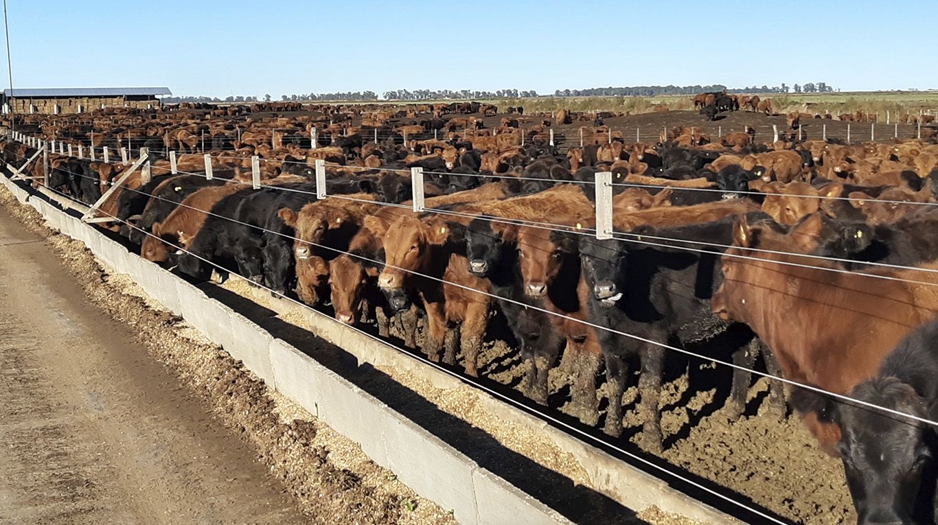 feedlots