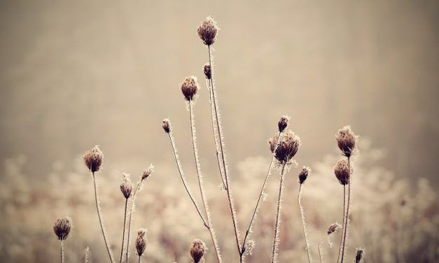 INFORME DE PERSPECTIVA AGROCLIMÁTICA SEMANAL