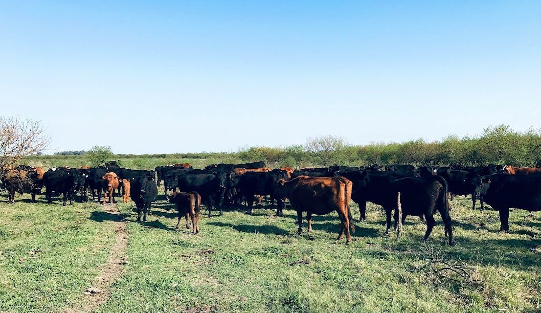 Oferta de hembras: segundo mes consecutivo con elevados envíos a faena