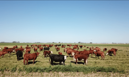Producción y consumo de carne en Argentina: diez datos clave