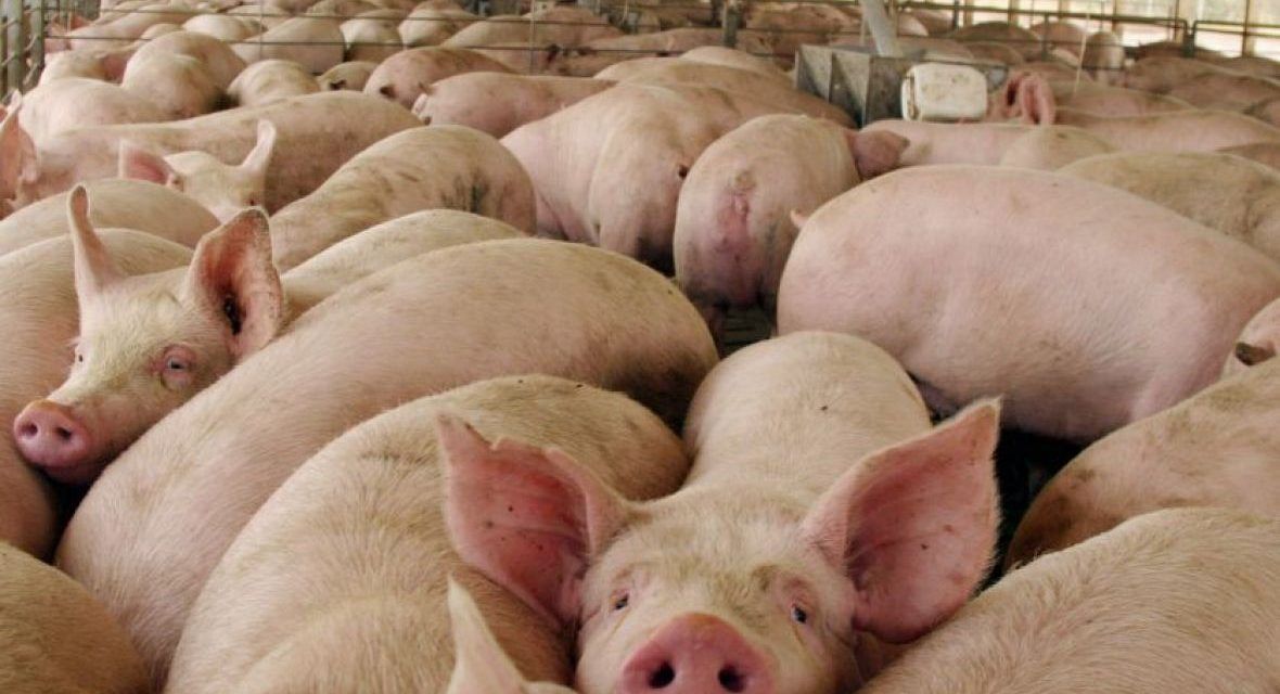 Se relanzó el programa de asistencia financiera para productores porcinos