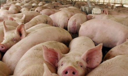 Se relanzó el programa de asistencia financiera para productores porcinos
