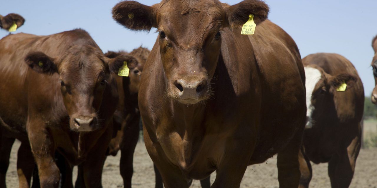 Argentina logró la apertura de dos nuevos mercados para la exportación de carne bovina y de genética bovina