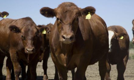 Argentina logró la apertura de dos nuevos mercados para la exportación de carne bovina y de genética bovina