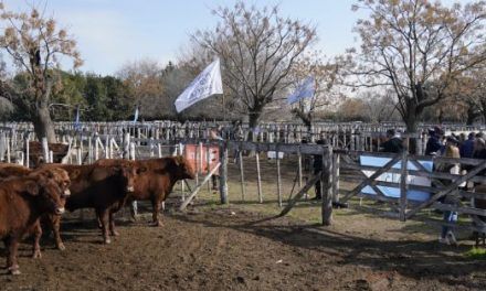 Se realizó el 5° Concurso de Novillos en la Sociedad Rural de Cañuelas