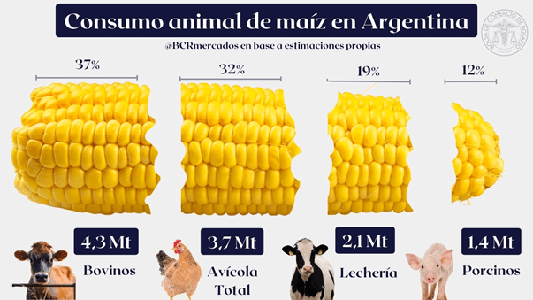 El consumo estimado de maíz 2022/23 para forraje se ajusta a 11,5 Mt