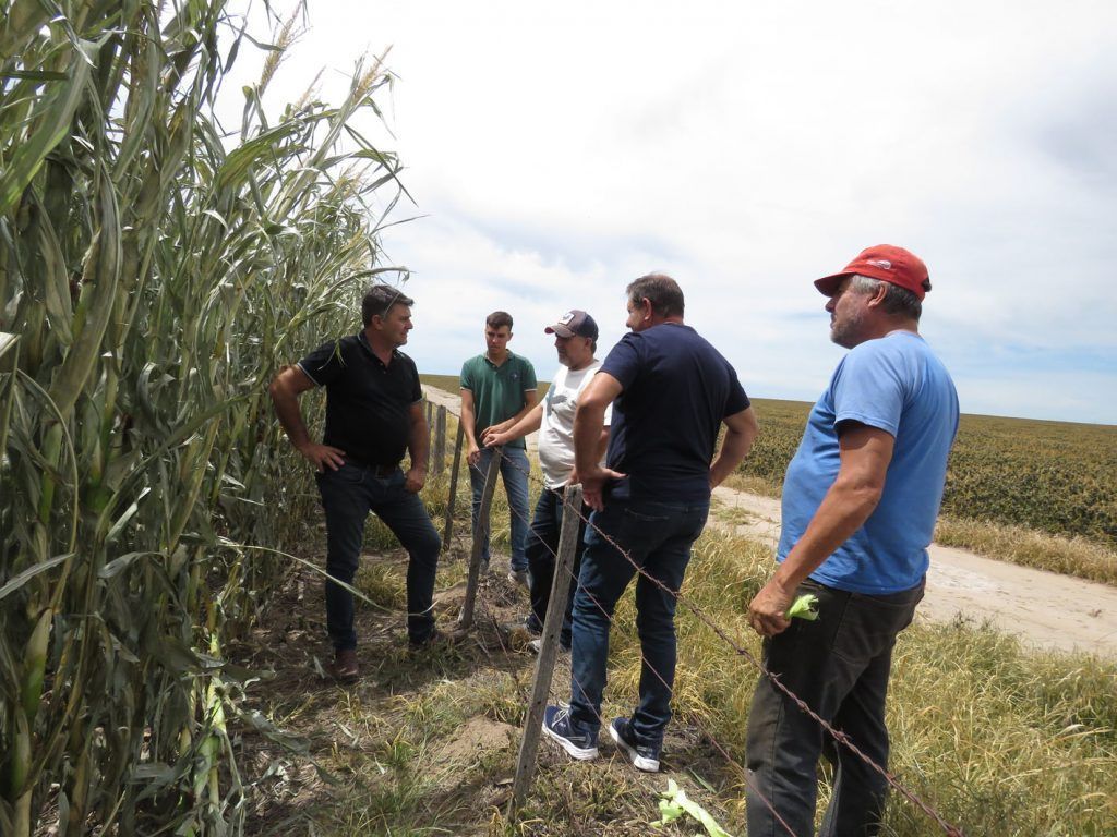 Los cultivos de maíz también fueron severamente afectados.