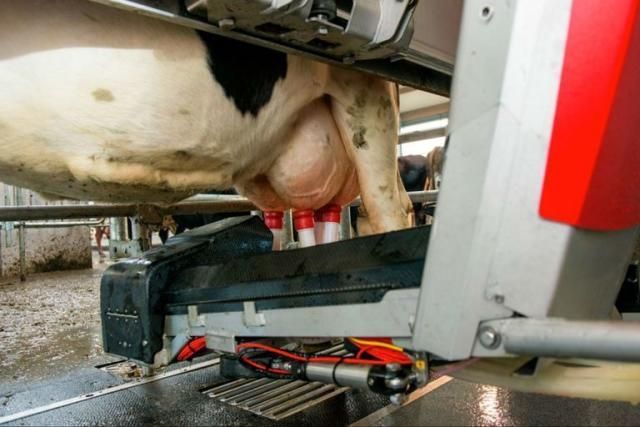 Robot que automatiza tareas en el ordeño de las vacas en el tambo.