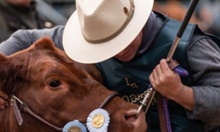 Limangus: herramientas para  la selección de animales