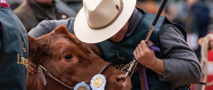 Limangus: herramientas para  la selección de animales