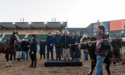 Ingresaron los primeros animales a la Expo Rural de Palermo