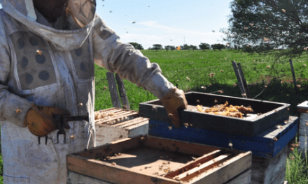 Se creó el Programa de Fortalecimiento Productivo para la Cadena Apícola