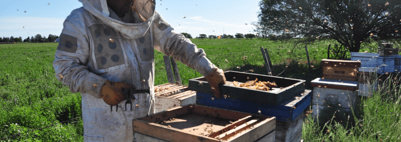 Se creó el Programa de Fortalecimiento Productivo para la Cadena Apícola