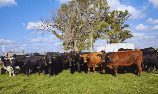 Con ganadería regenerativa, los suelos fijan carbono y aumenta la productividad