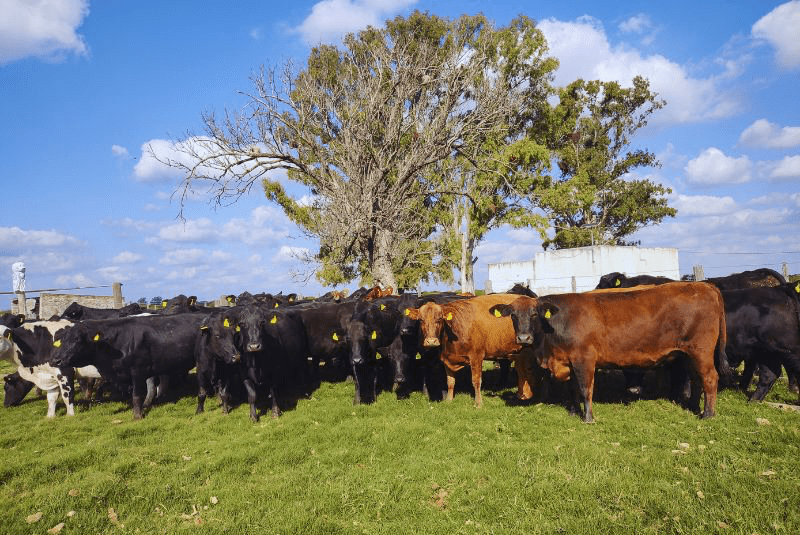 Con ganadería regenerativa, los suelos fijan carbono y aumenta la productividad