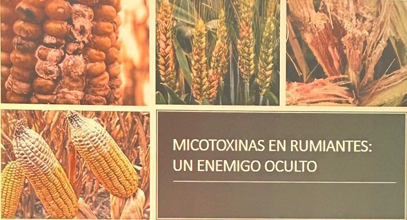 Micotoxinas: impacto sobre el rodeo y estrategias de control