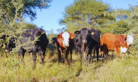 Es posible integrar a la ganadería con el bosque nativo