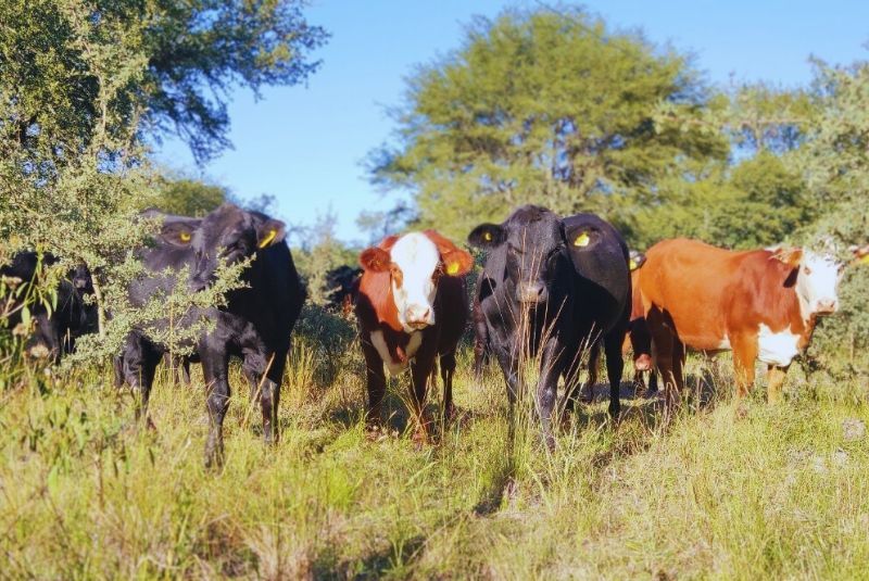 Es posible integrar a la ganadería con el bosque nativo