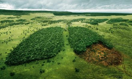 ¿Cómo impacta la normativa europea de deforestación?