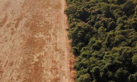 Qué productos argentinos están más afectado por la normativa europea de deforestación