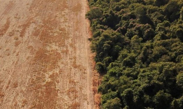 Qué productos argentinos están más afectado por la normativa europea de deforestación
