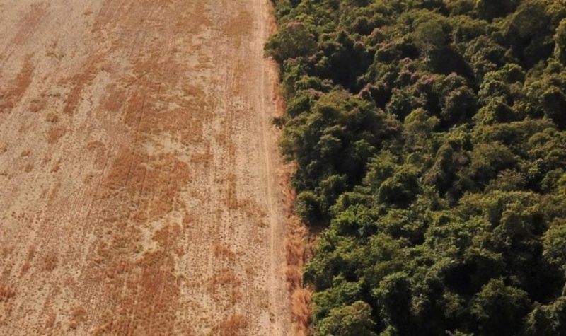 Qué productos argentinos están más afectado por la normativa europea de deforestación