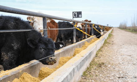 FEEDLOTS: Importante aumento de animales encerrados