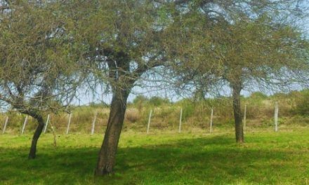 Pautas para planificar la oferta forrajera en campo natural