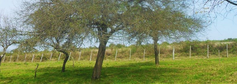 Pautas para planificar la oferta forrajera en campo natural