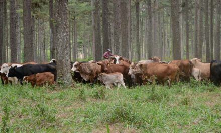 Jornada de Sistemas silvopastoriles, madera, carne y huella de carbono