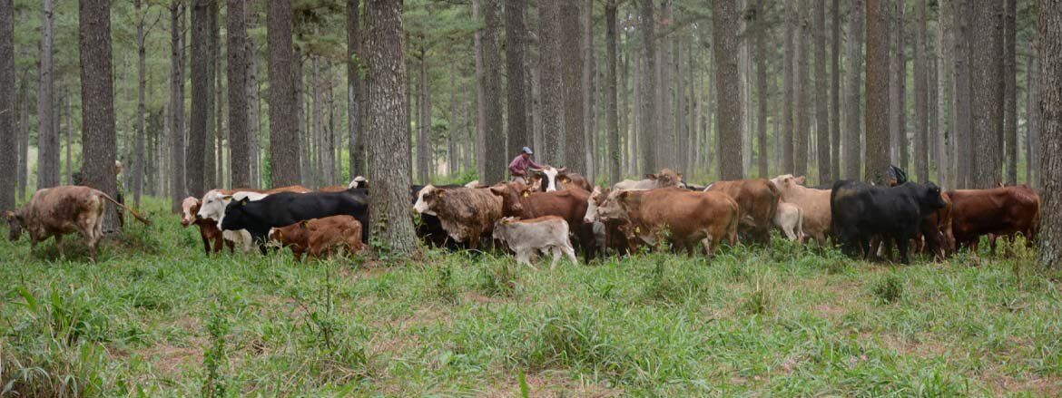 Jornada de Sistemas silvopastoriles, madera, carne y huella de carbono