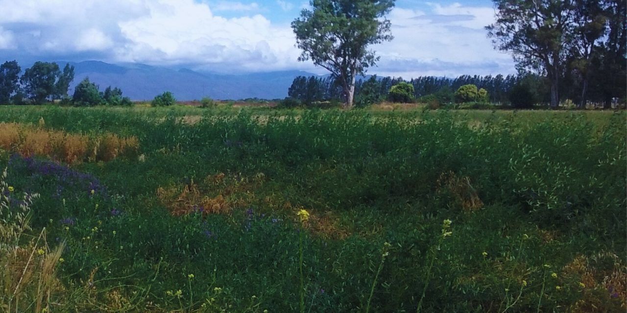 Las pasturas mejoran la diversidad bacteriana del suelo