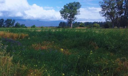 Las pasturas mejoran la diversidad bacteriana del suelo