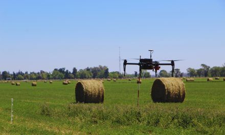 Alfalfa: usan drones para cuantificar la calidad de siembra
