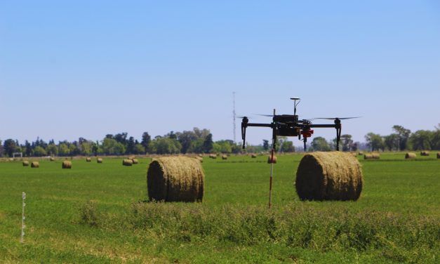 Alfalfa: usan drones para cuantificar la calidad de siembra