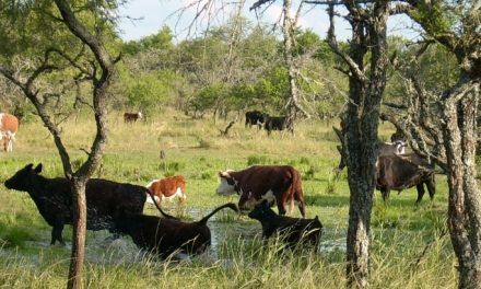 Entre Ríos incentiva la conservación de bosques nativos y regeneración de áreas degradadas