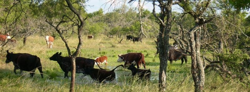 Entre Ríos incentiva la conservación de bosques nativos y regeneración de áreas degradadas