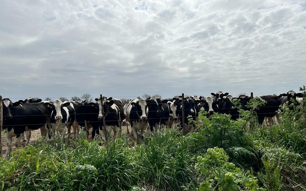 CONINAGRO y la crisis de la lechería